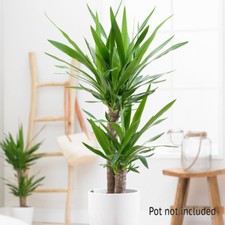 Indoor houseplant twin stem - indoor,