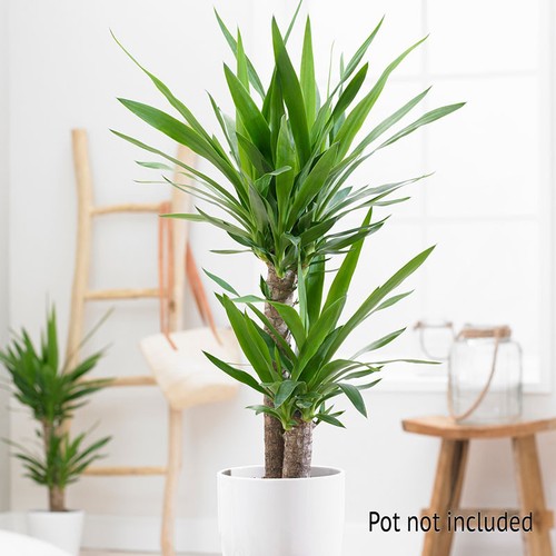 Indoor houseplant twin stem - houseplant,,