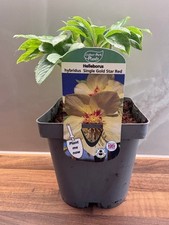 Hellebore Single Gold Red Star