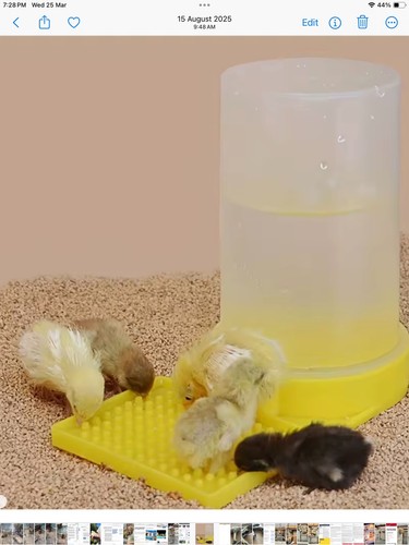 Baby quail and - quail,