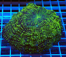 WYSIWYG Stunning "BioGlow"