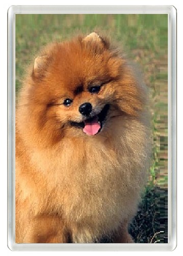 Pomeranian dog fridge magnet - dog,