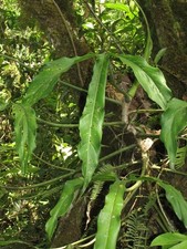 PHILODENDRON PALORAENSE, Beautiful Trilobe, RARE and Beautiful Aroid Plant!!!