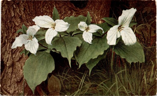 Trillium grandiflorum white - grandiflorum,,