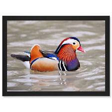 Animal Photo Bird Male Mandarin Duck Framed A4 Wall Art Print