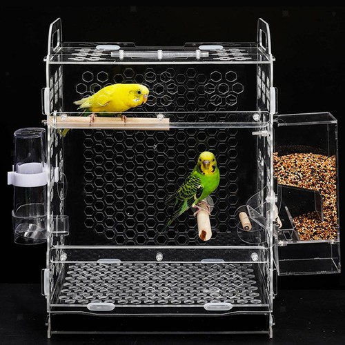 Acrylic parakeet budgie - acrylic,