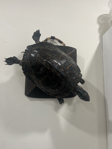 Wall hanging turtle taxidermy - wall,