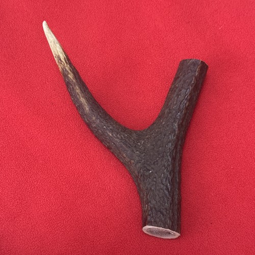 One piece deer antler y - one, antler,