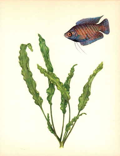 Vintage tropical fish - vintage, print