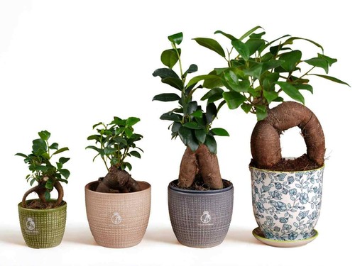 Baby ficus ginseng bonsai - ficus, tree