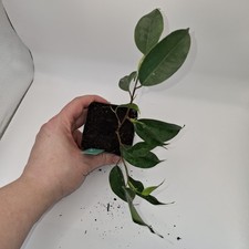 Weeping Fig Ficus Benjamina