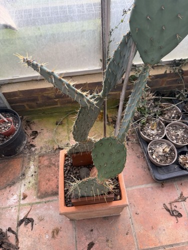Prickly pear cactus - prickly,