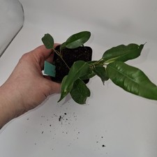 Ficus Benjamina House Plant