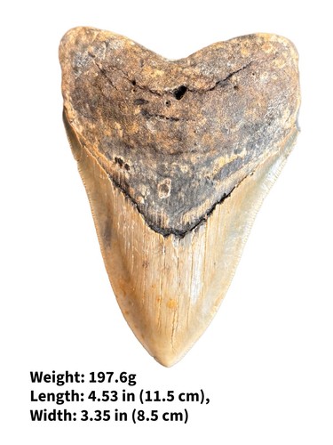 Authentic megalodon shark - authentic,