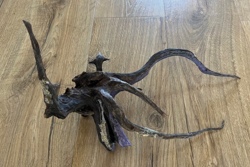Mature bogwood spider wood - mature,