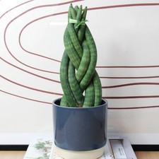 Sansevieria Twister Snake