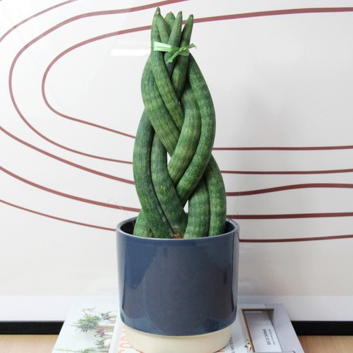 Sansevieria twister snake - twister,