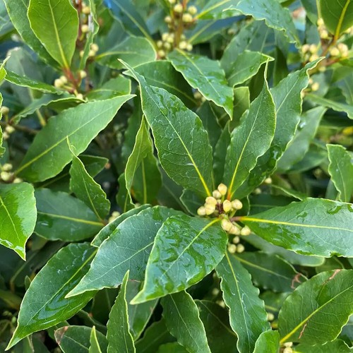 Bay tree laurus nobilis - bay,