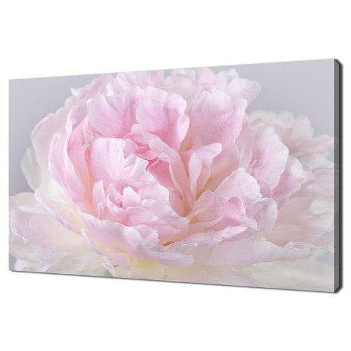 Beautiful pink peony - pink,