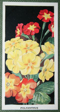 POLYANTHUS  Original 1936 Vintage Illustrated Botanical Card  DE26