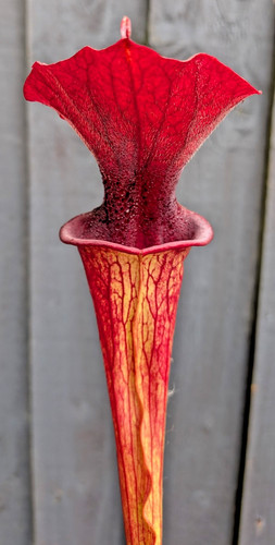 Sarracenia leucophylla x - (leucophylla,