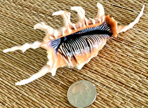 4 lambis scorpio sea - scorpio,