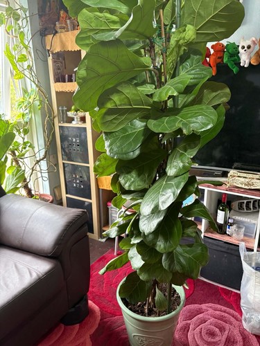 Ficus lyrata mama - 'mama's, mantle'
