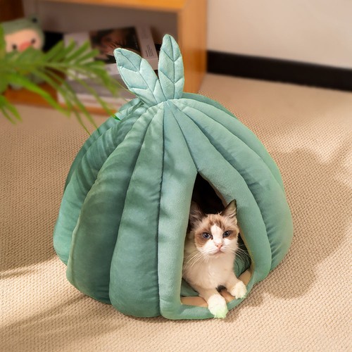 Pet cat warm soft - pet, house