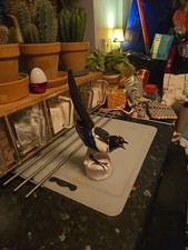 Russian Lomonosov Magpie