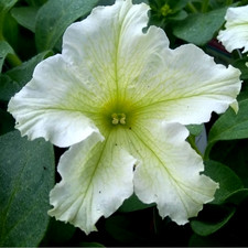 ×6 Petunia Surfinia Lime -