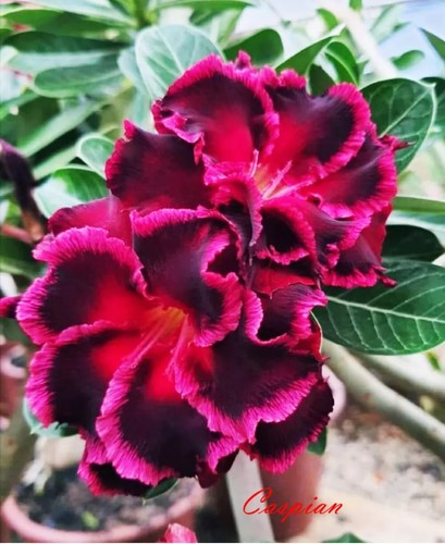 Caspian desert rose adenium - rose,