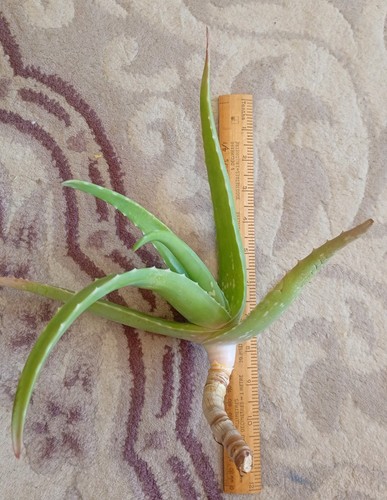 Large aloe vera plant - large,