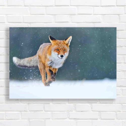 Fox hunting snow wildlife - in,
