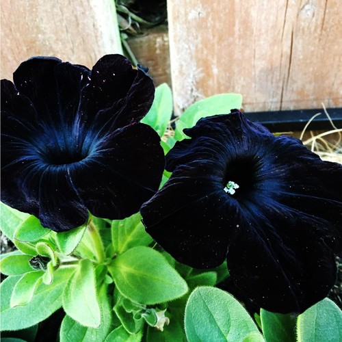 Mixrug 320 black petunia - black,