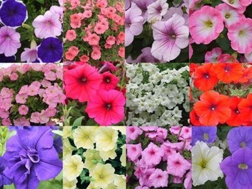 Surfinia trailing petunias - surfinia,