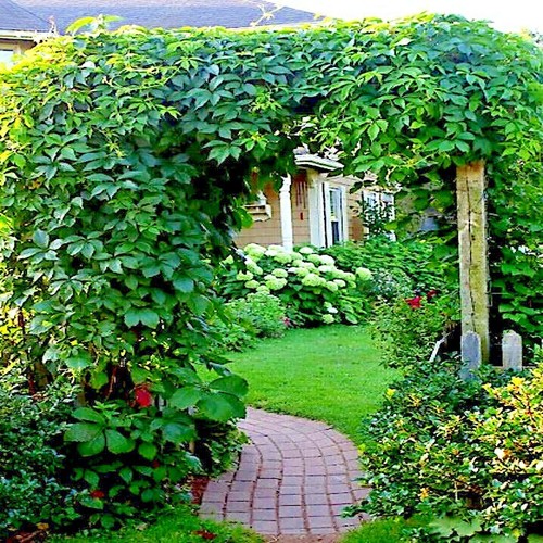 Virginia creeper vine - virginia,