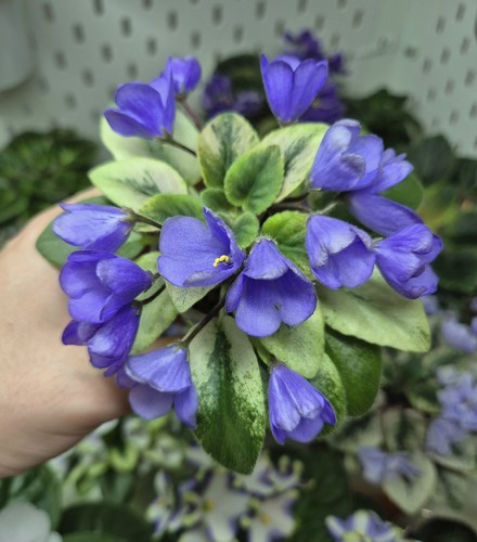 Rare miniature plant - miniature,