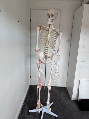Life size skeleton for anatomy - size,