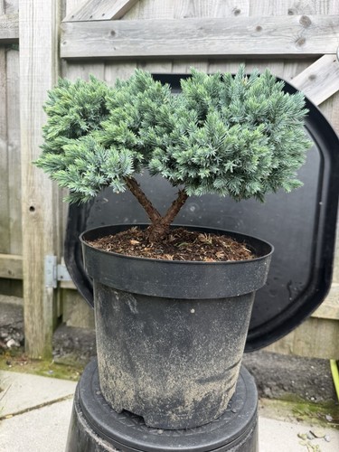Juniper bonsai tree - juniper,