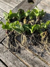Polyanthus  Mixed Colours
