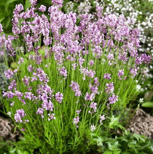 Lavender beezee pink in - 1,