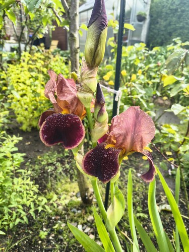 Seedling brown iris - brown, germanica