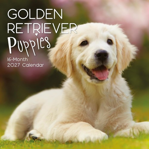 Golden retriever puppies - retriever, dog