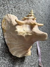 Queen Conch Shells 20.5 Cm