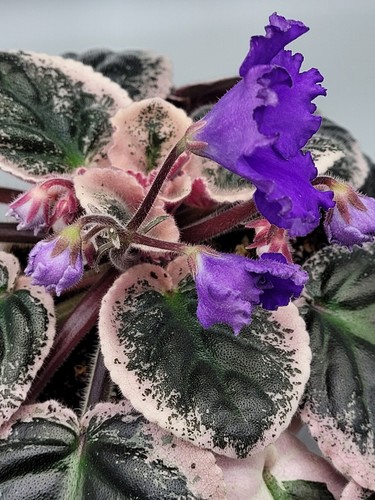 Purple variegation african - variegation,