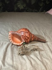 Beautiful Japanese Conch Shell