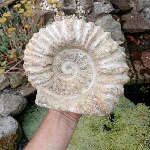 Large fossil ammonite 5kg - x, 5.5kg