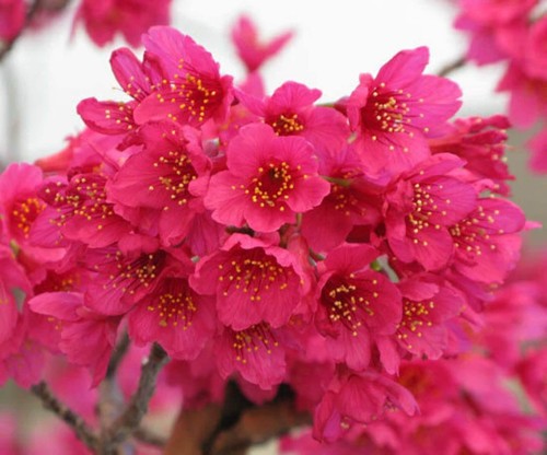 Pink cherry blossom tree - cherry,