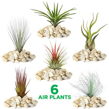 Tillandsia Mix - 6 Plants - Indoor Air Plant for House Vivarium Terrarium