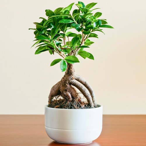 Ideal gift plant for - plant, or